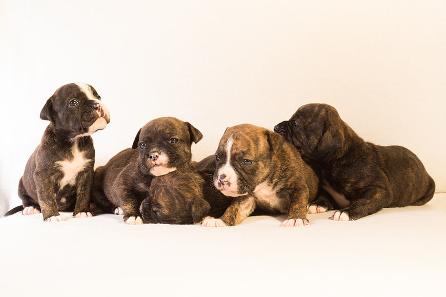 Four adorable brindle bulldog puppies on white background