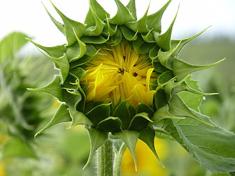 Close-up of a budding sunflower with green sepals
