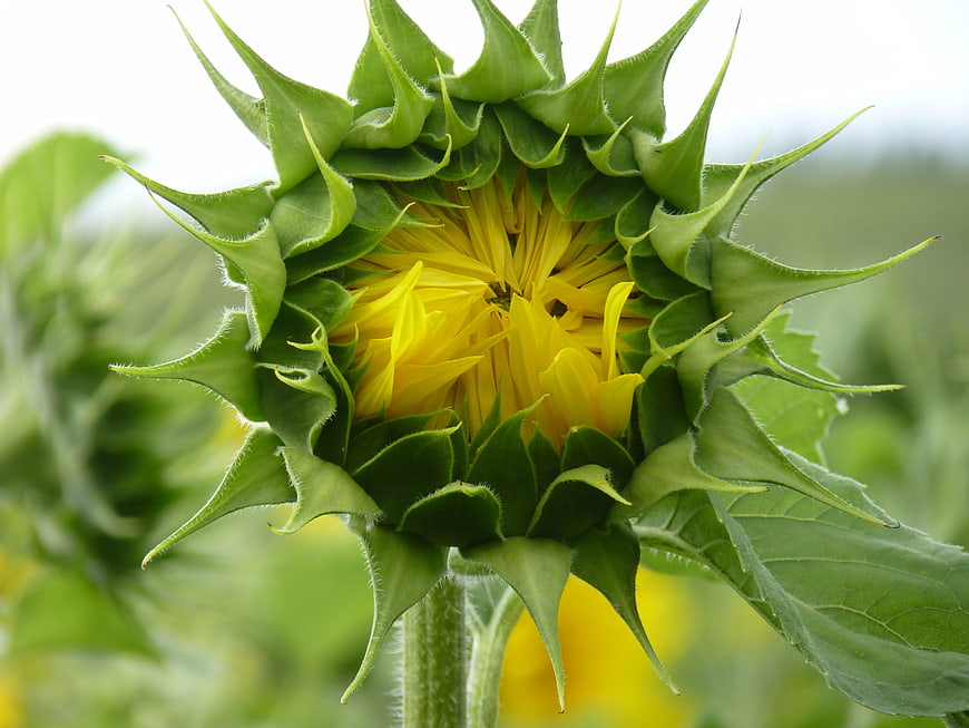 Close-up of a budding sunflower with green sepals