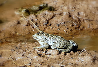 Green frog sitting on muddy bank near water
