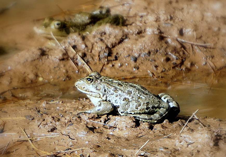 Green frog sitting on muddy bank near water
