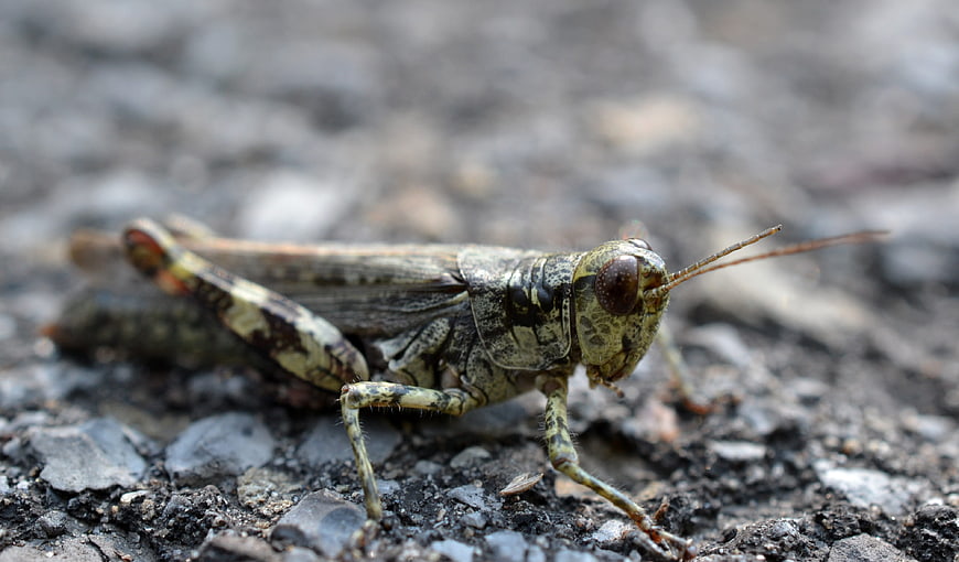 Close-up of a grasshopper on gravel ground