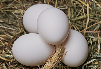 Fresh White Chicken Eggs Nestled in Straw