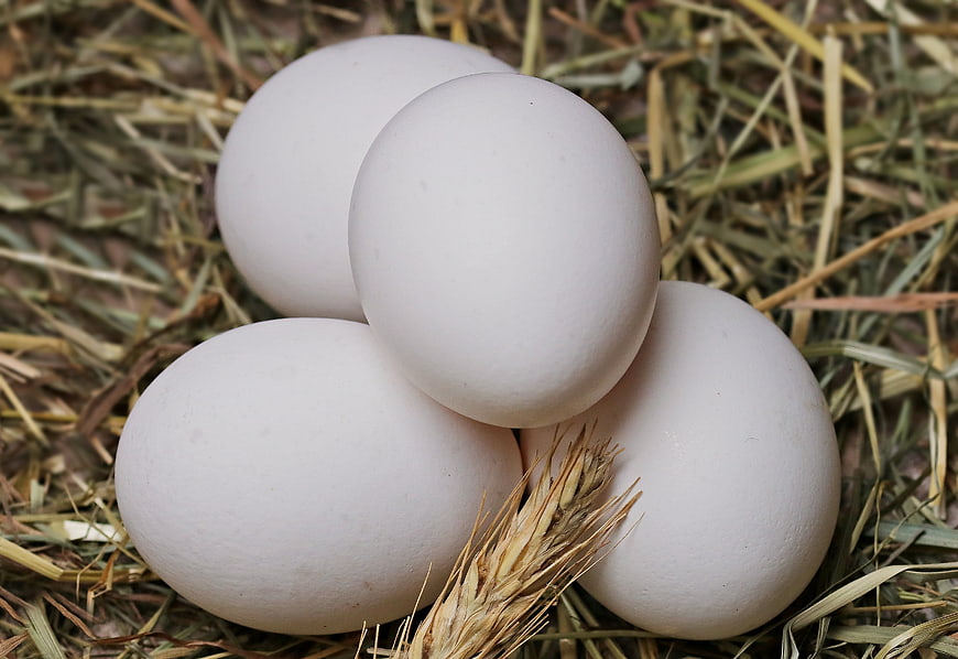 Fresh White Chicken Eggs Nestled in Straw