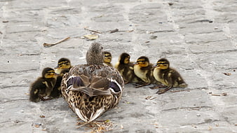 Mother Duck with Ducklings on Paved Path