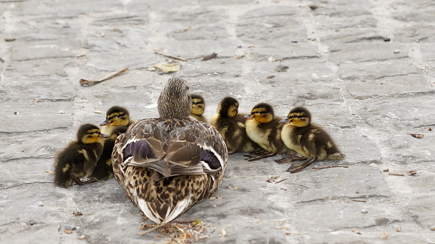 Mother Duck with Ducklings on Paved Path