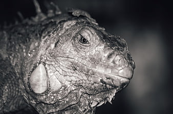 Close-up black and white portrait of an iguana head