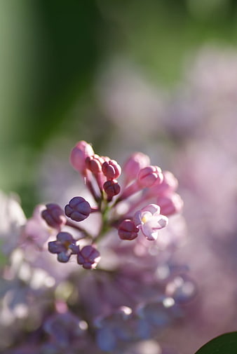 Close-up of delicate pink lilac buds in soft focus