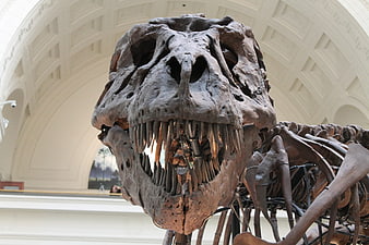 Close-up of T-Rex Skull Skeleton in Museum Hall