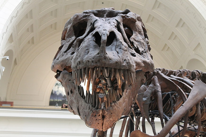 Close-up of T-Rex Skull Skeleton in Museum Hall