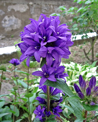 Close-up of vibrant purple Campanula bellflower in garden