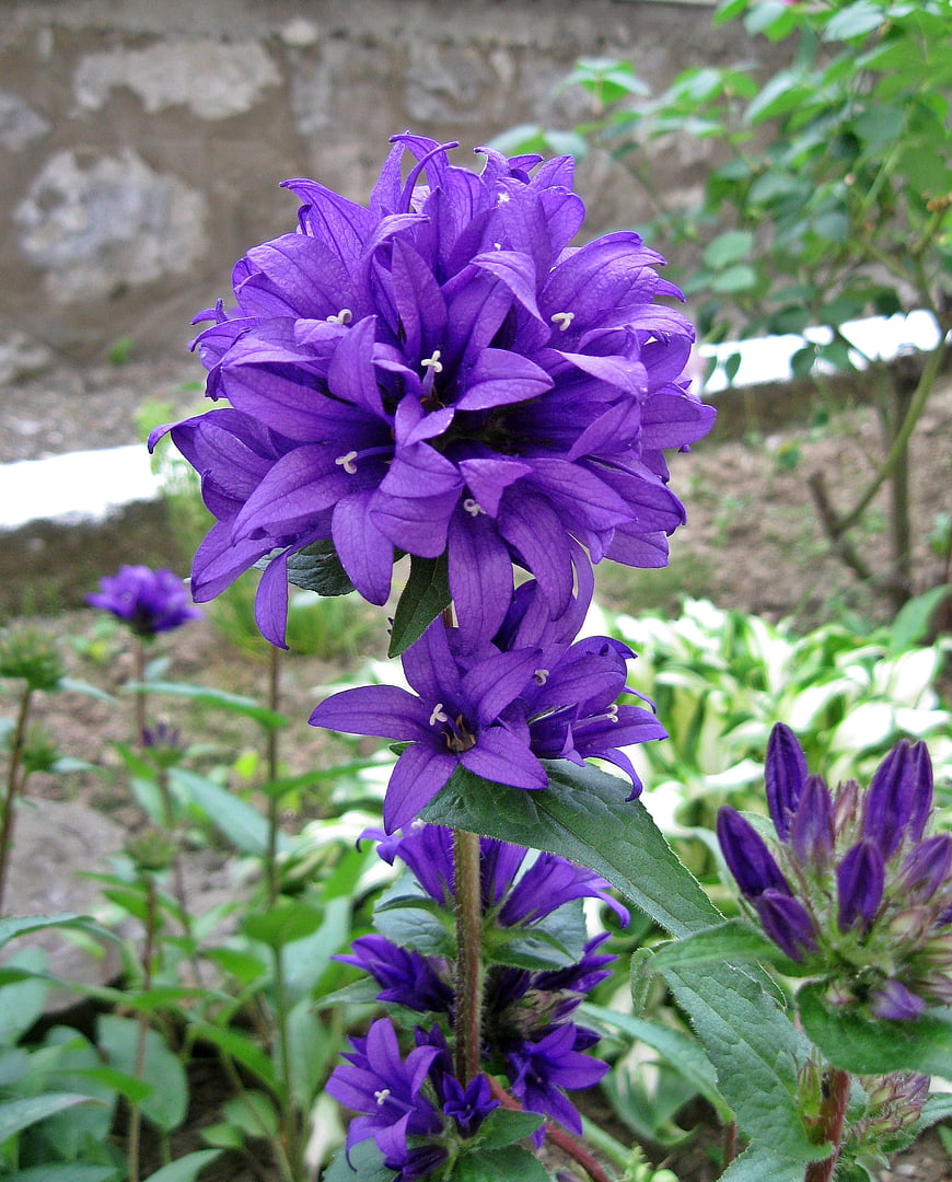 Close-up of vibrant purple Campanula bellflower in garden