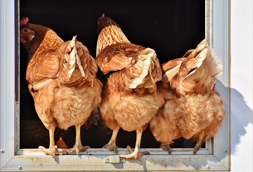 Three brown hens standing in a farm window frame