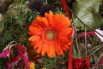 Vibrant Orange Gerbera Daisy in Floral Arrangement