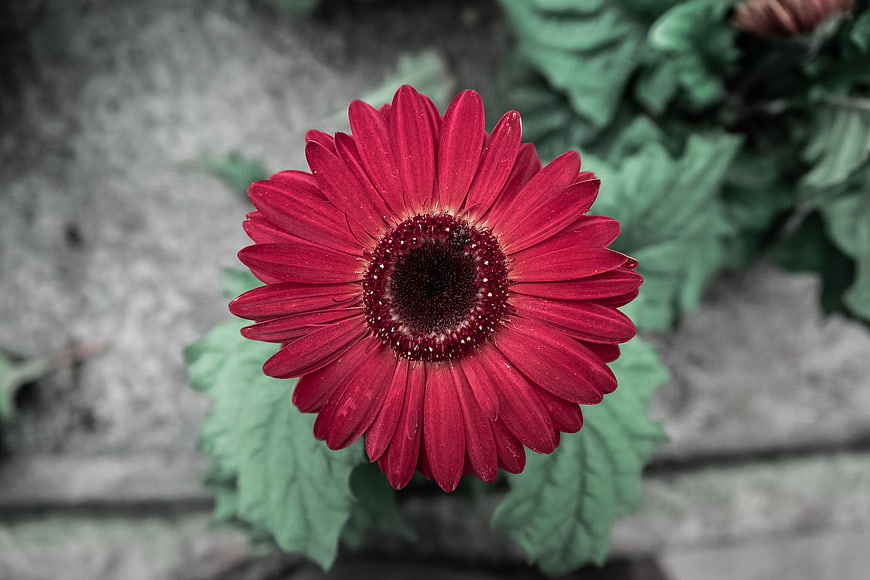 Vibrant Red Gerbera Daisy with Selective Color Effect