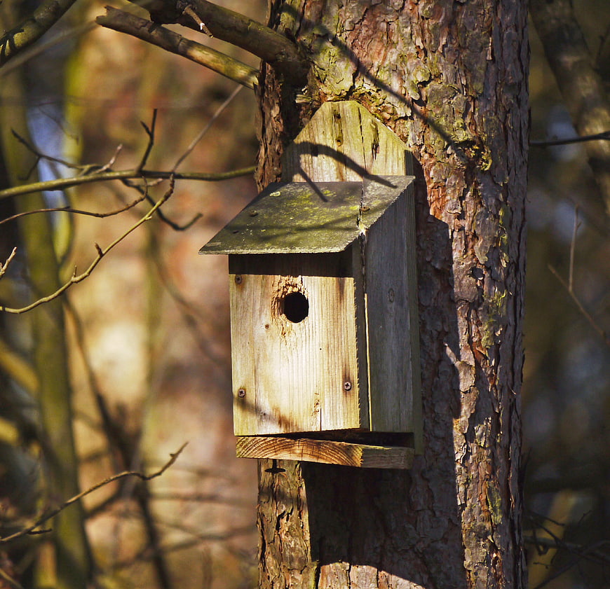 Wooden birdhouse mounted on a tree trunk in a forest