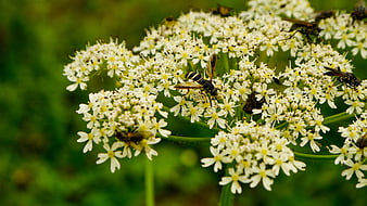 Close-up of Wasps Pollinating White Wildflowers in Nature