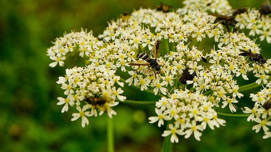 Close-up of Wasps Pollinating White Wildflowers in Nature