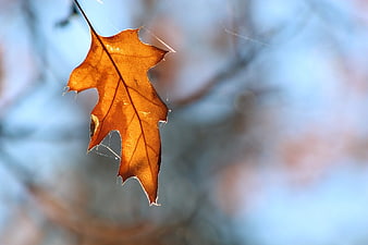 Close-up of a brown oak leaf hanging in autumn
