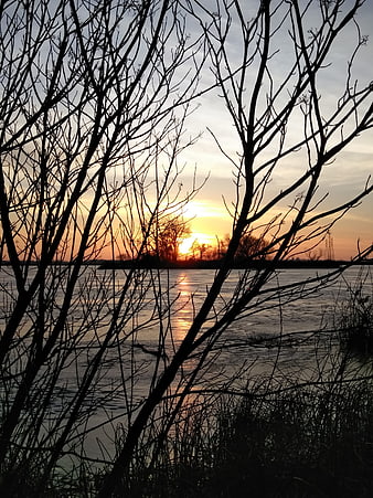 Silhouetted bare branches framing a golden sunset over a river