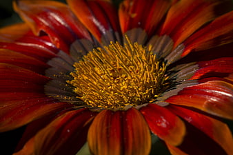 Macro Close-Up of Vibrant Red and Orange Gerbera Daisy