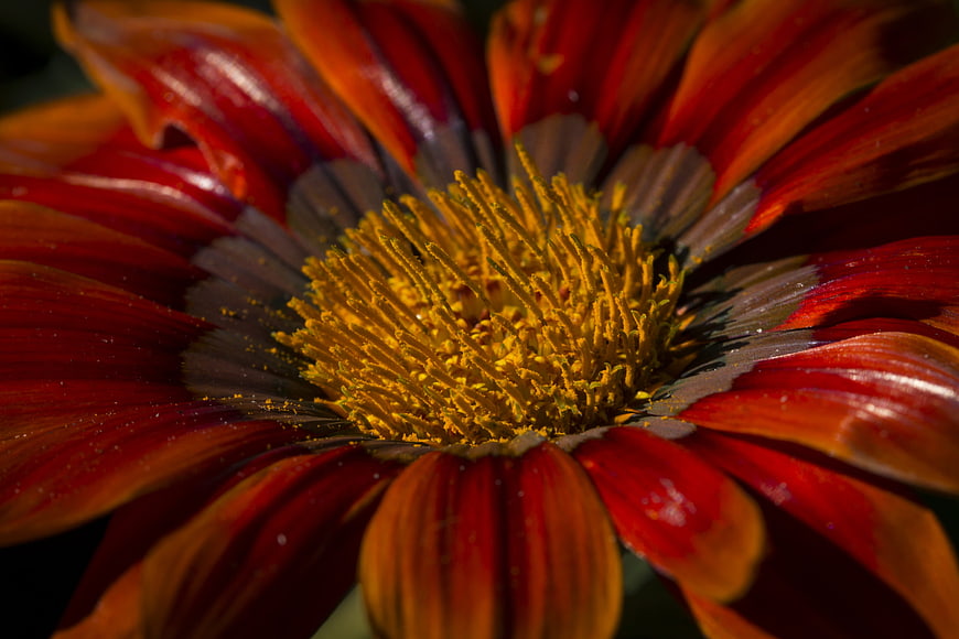 Macro Close-Up of Vibrant Red and Orange Gerbera Daisy