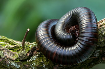 Close-up of a curled black millipede on a mossy branch