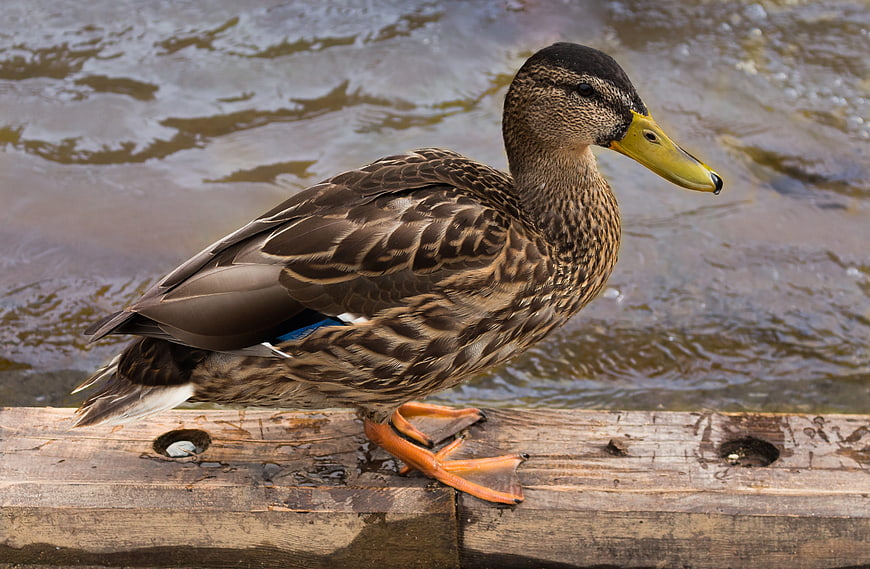 Mallard Duck Standing on Wooden Dock by Water