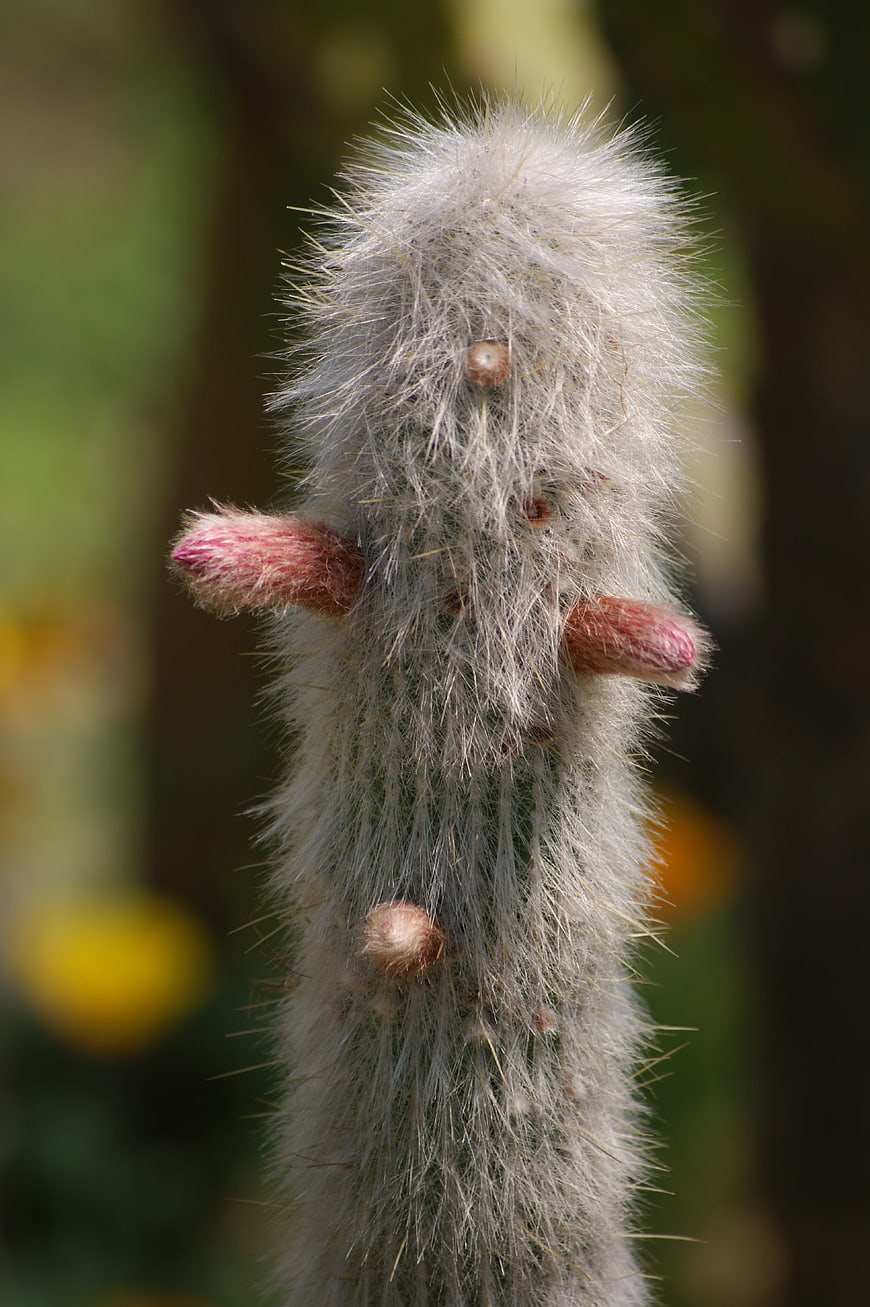 Close-up of fuzzy cactus with pink flower buds