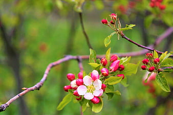 Pink Apple Blossoms and Buds on a Branch