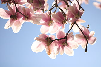 Pink Magnolia Blossoms Against Blue Sky