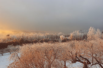 Frosty Winter Forest Landscape at Golden Hour