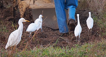 Cattle Egrets Following Tractor Plow in Cultivated Field