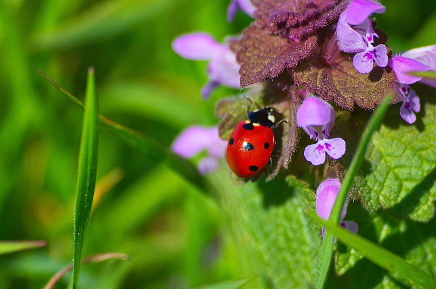 Red Ladybug on Purple Wildflower in Green Grass