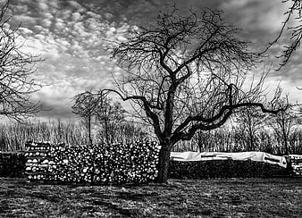 Black and white winter landscape with bare tree and stacked firewood