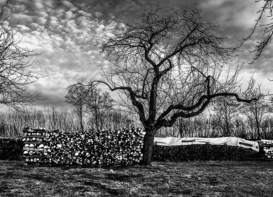 Black and white winter landscape with bare tree and stacked firewood