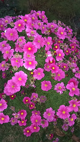 Vibrant Pink Cosmos Flowers in a Garden Bed
