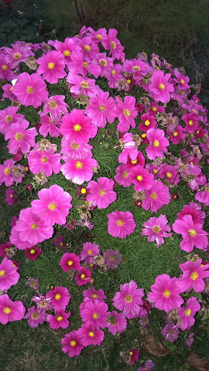 Vibrant Pink Cosmos Flowers in a Garden Bed