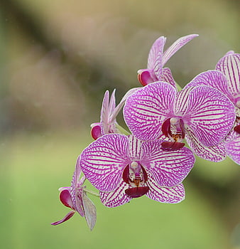 Close-up of Pink and White Striped Phalaenopsis Orchid