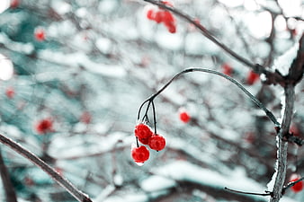 Red berries on snowy branch in winter