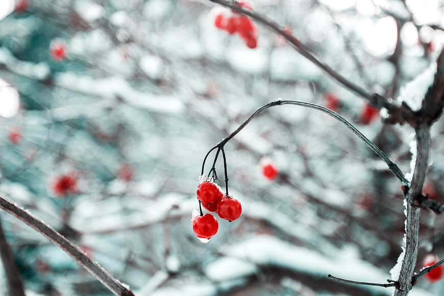 Red berries on snowy branch in winter