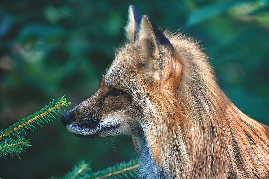 Close-up profile portrait of a red fox in a forest