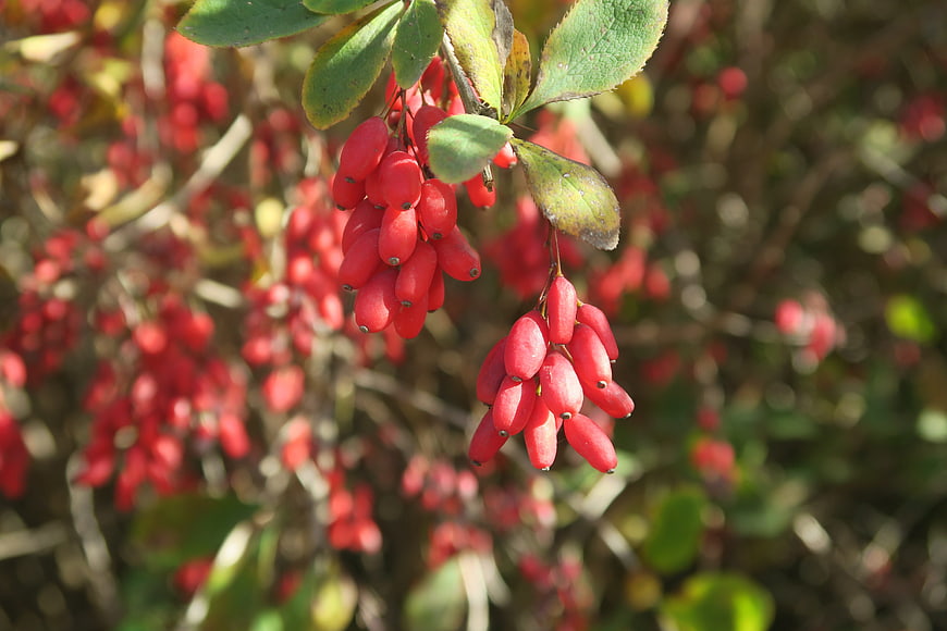 Close-up of bright red barberry berries on a bush