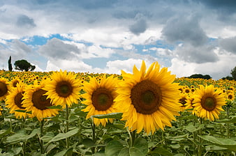 Vibrant Sunflower Field Under Dramatic Cloudy Sky