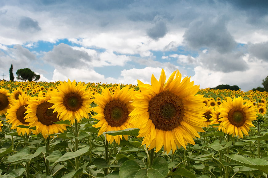 Vibrant Sunflower Field Under Dramatic Cloudy Sky