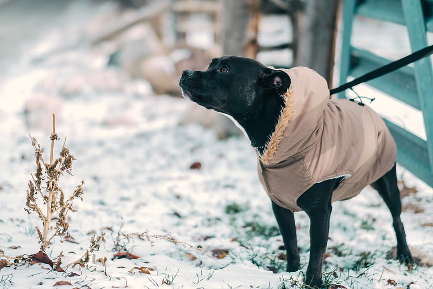 Black Dog in Beige Winter Jacket Standing in Snow