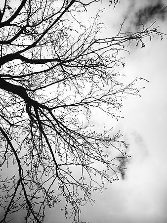 Black and white silhouette of bare tree branches against cloudy sky