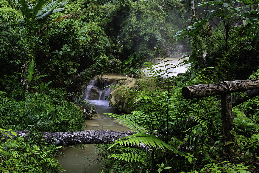 Lush Tropical Jungle Waterfall Scene With Ferns And Stream