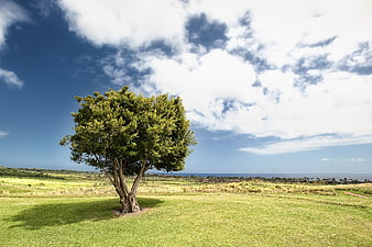 Lone tree in green field with blue sky and clouds