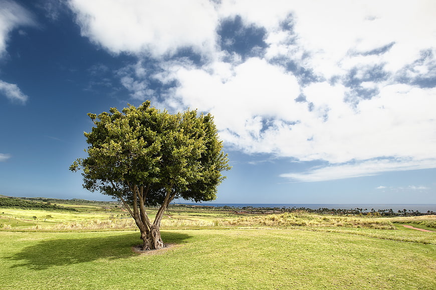 Lone tree in green field with blue sky and clouds